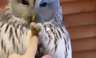 When a cute owl lives in the house