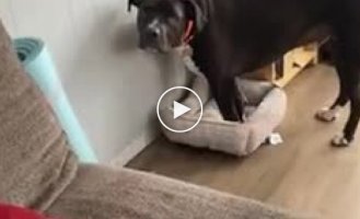 A dog was kicked out of his crib