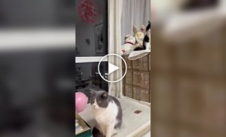 Кошка в шоке от нейросетевого видео