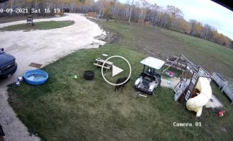 The dog got into his owner's golf cart and got into an accident