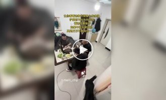 Голодний пес провчив господаря