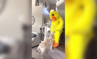 A dog who really loves ducks