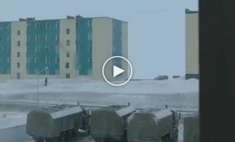 Белые медведи на самом деле не такие пушистые и добрые