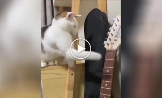 A cat's attempt to fight a guitar