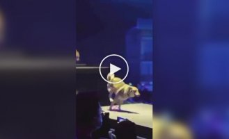In China, wolves jumped into the auditorium during a performance