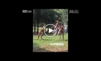 Мужчина пытается разнять двух кенгуру