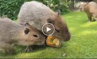 How capybaras escape from the Moscow heat