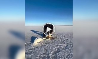 В Казахстане мужчина спас влюбленную пару лебедей от смерти в замерзшем озере