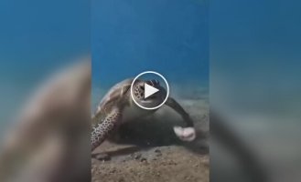 Черепаха спробувала з'їсти морського хробака