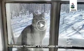 Aunt cat, look out the window: the lynx came to visit the state inspector in Kamchatka