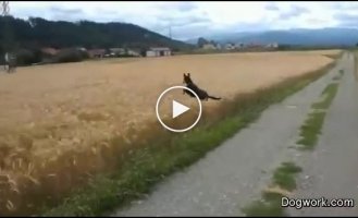 Очень счастливый пес прыгает как заяц
