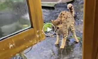 A cat was let out in the rain for the first time