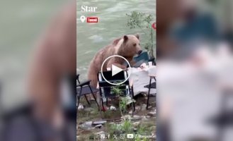 Bear feasts on tourists' food