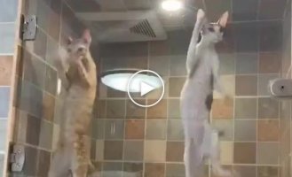 Необычные и худые котята просятся на свободу
