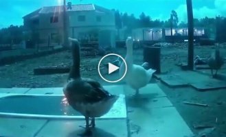 Geese's reaction to a meteor