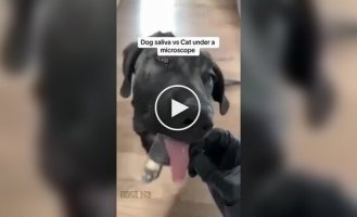 Як виглядає слина кішки та собаки під мікроскопом ., слина, собака