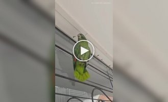 Попугай пародирует курицу