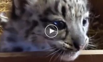Sweet of the day. Snow leopard cub tries to growl