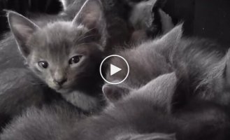 Как звучит целая корзина котят