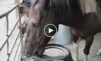 Голодная лошадь