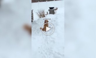 Dog owners figured out how to please him