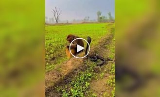 Обезьяна спокойно играет с коброй
