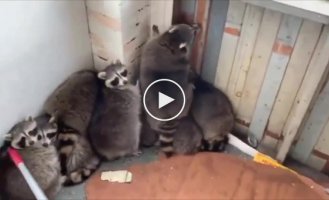 In Canada, 11 fat raccoons were rescued from a house under construction