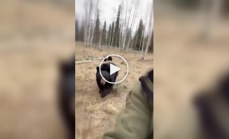 Черная медведица не забыла своего спасителя