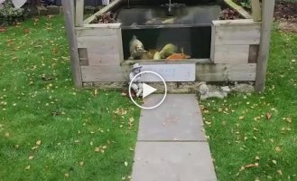Господарю коропа з людським обличчям довелося найняти охорону