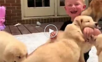 Cute puppy gang attack