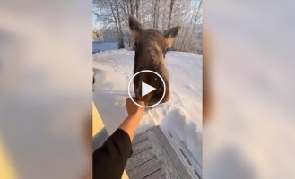 Let's have some tasty food: a moose came to an American's yard