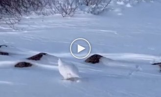 Partridge in the snow