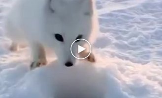 Look how cute the Arctic fox is begging for fish