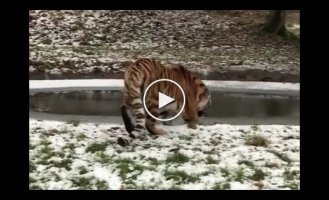 Датский зоопарк, в котором тигр впервые увидел лед