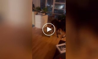 A curious dog finds himself in a comical situation