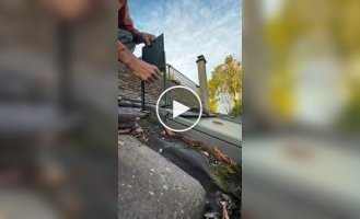 Парень случайно поймал кота, устанавливая ловушку для крыс