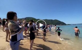 Japanese dolphins attack tourists