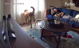 The dog almost scared his owner to death