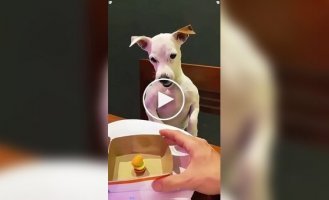 Чем меньше собака, тем больше агрессии