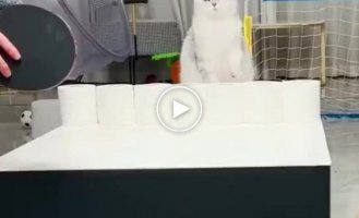 Cat ping pong