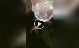 «Пішов геть!»: котейка перетворив будиночок черепахи на власну напувалку