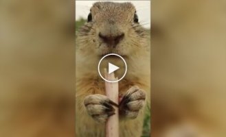 Prairie dog snacking on a dandelion