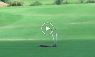 Two black mambas got into a fight on a golf course