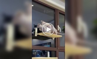 Схватка лысых котов