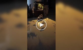 Необычный способ занять пушистого