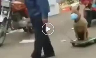 Китайцы продолжают заботиться о своих питомцах