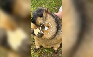 З життя бабаків