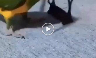 Impeccable acting from a parrot