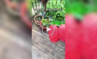 Impressive size of strawberries