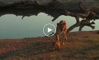 Naughty lion cub and his mother